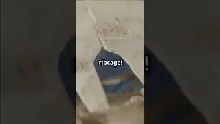 Can a turtle take off its shell