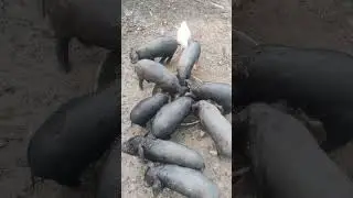 Amiging pig 🐖 🐖 🐖 wow#pig #pighunting #animals