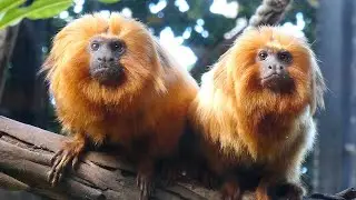 Golden Lion Tamarins 🐒 + Geoffroy's  marmosets @ Loro Parque, Puerto de la Cruz, Tenerife