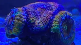 Saltwater Coral Reef Tank - Part 6 -  ADD CORAL?! Will it live or die / kill it? re do 180g tank