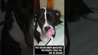 American bully standard 💪🦁 #trending #pitbulldog #viral #dog #americanbully #elvishyadav