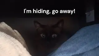 My cat's hiding spot just got discovered and their reaction is PRICELESS