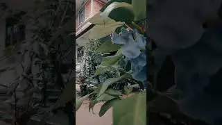 Nostalgic Kerala whatsApp status video 🍃 #nostalgia #kerala