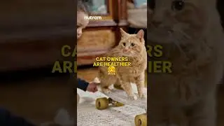 Стоит ли кошке спать в вашей постели? Вся правда раскрыта