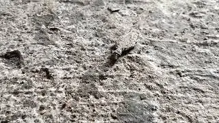 Household casebearer moving on floor
