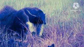 thoughts on anteaters 