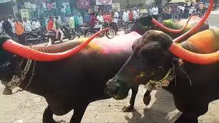 🌟Buffalo race 👑🔥 Diwali Padwa ❤