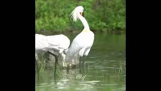 Eurasian Spoonbill family