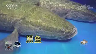 20170818 致富经  被嘲笑的男人水里捞金