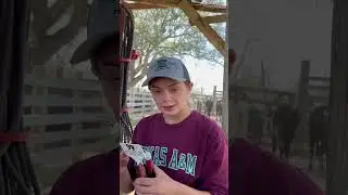 Ear tagging Calves! #calves #ranching #livestock #education #farming #farmkids