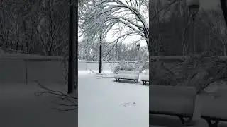 Walking after a snow storm 🌨️ ❄️