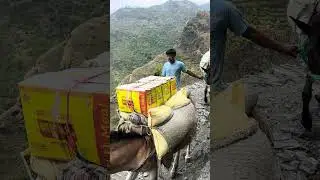 Mode Of Transport in Himalayas of Nepal #api #modeoftransport #nature #nepal