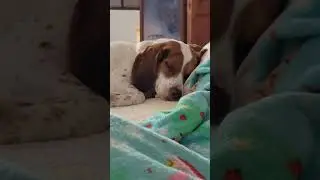 when puppy hits REM  sleep 💤 #beagle #dogshorts #naptime #sleepy