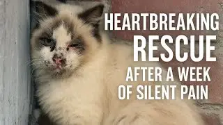 😿 A Stray Cat&rsquo;s Final Journey &ndash; Heartbreaking Rescue After a Week of Silent Pain 💔