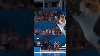 cat swing diving Olympic ai video like and subscribe