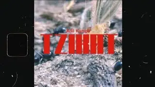 Adil Kumpa - Tzikat