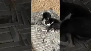 loving dog 🐕#shortvideo #doggielife #ytshorts #shortsfeed #viralvideo