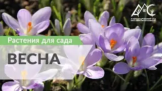 Растения для сада. ВЕСНА