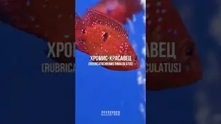 Хромис-красавец