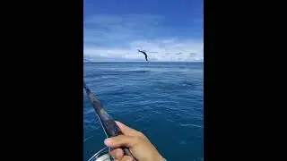 High flying fish smash the lures! #fishing