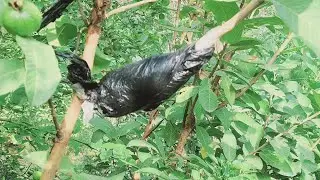 Guava tree air layering propagation | How to Air Layering Guava Growing Guava #guava #airlayering