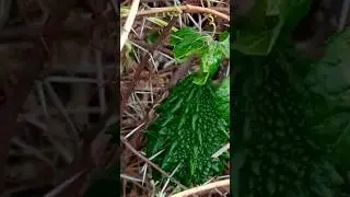 Artificial Pollination of bitter gourd/ करेला #shorts #information#vegetables