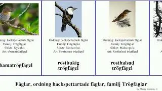 F&aring;glar, ordning hackspettartade f&aring;glar, familj Tr&ouml;gf&aring;glar tr&ouml;gf&aring;gel nunnef&aring;gel bird brun svart