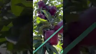 Today KVF Orchard Harvest
