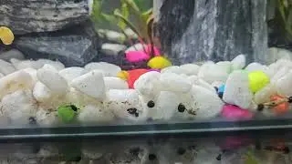 Thủy sinh mini