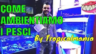 Come ambientiamo i pesci da Tropicalmania  La gestione di un negozio di acquari 2 .😀😀