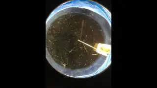 Peltier-powered cloud chamber with Pb210