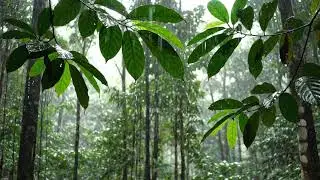 Rainforest Sounds 8 Hours - Deep Sleep, Study, Focus & Relaxation | Nature Rain Ambience