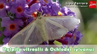 INSECTWATCHING - 4&deg;