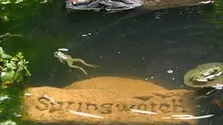 #ZenPond #Springwatch 2018