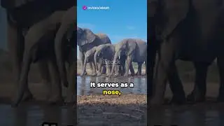 3 Fascinating Facts About Elephant #elephant #elephants #elephants #nature #animal #wildlife