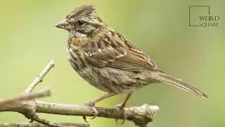 Interesting facts about rufous collared sparrow by weird square