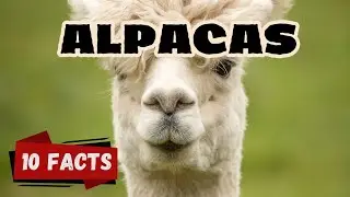 10 Fascinating Facts About Alpacas for kids&ndash; The Gentle Giants of the Andes #alpacaworld , #alpacas