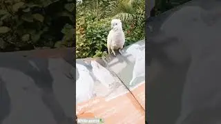 look at white bird i see in bird park,🦜🎍