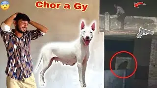 MINI ZOO MAIN CHOR AA GY😨 FEMALE DOG CHORI HO GAI💔
