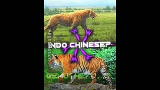 Felidae vs Tiger sub species #wildlife#shorts #smilodon #tiger #felidae #edit