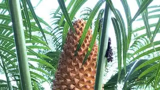 Cycas thouarsii (Madagascar Cycad) | Must see May