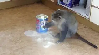 MONKEY - Samango monkey  making his bottle