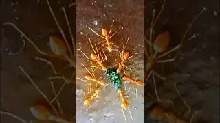 Weaver Ants and Rainbow Beetle #shortsvideo #shorts #insects #semut