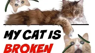 My Cat Is Broken