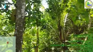 Tree Inventory