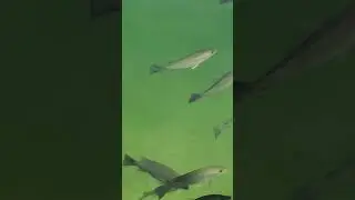 Miami Canal Mangrove Snapper