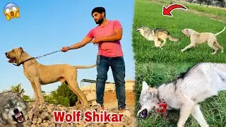 Bully Dog Gabbar Ny Bhediya | Wolf 🐺 | Ka Shikar Kiya 😱