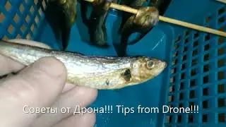 Из Замороженной Кильки получаем Сухую Рыбку!!!👍👍👍  Frozen Sprat makes Dry Fish!!!👍👍👍