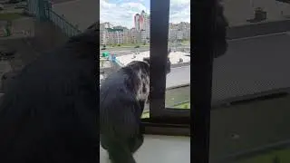 #happy #cat #смешные #funny #catlover #funnycats #pets #animals #cute