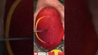 Amazing Red Mango #youtube #foryou #viral #trending #shorts #short #mango #mangotrees #fruit #food